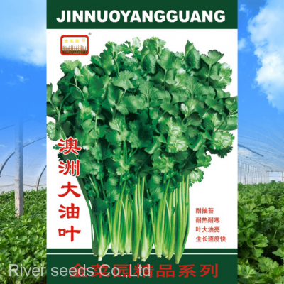 500g Good Price Vegetable Parsley Seeds Dhania Cilantro Chinese Coriander Seeds for Planting photo-2