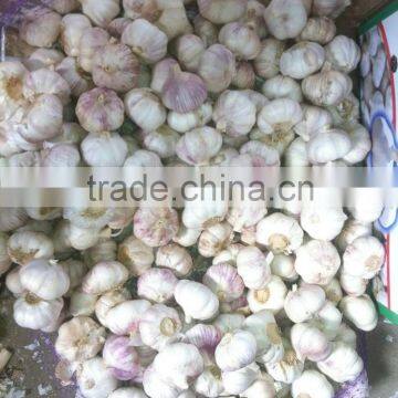 GARLIC photo-4