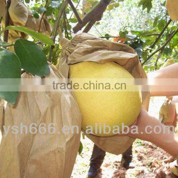 2 Layers Fruit Protection Pear Bag for Growing photo-5
