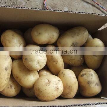 Potato with mesh bag packing