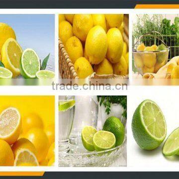 Spring Onion Cutting Machine