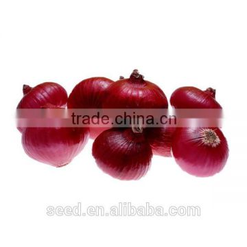 popular hybrid onion seeds for planting SXO No.2