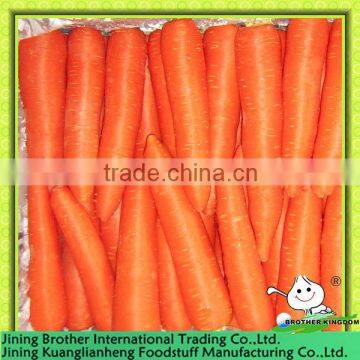 China carrot supplier