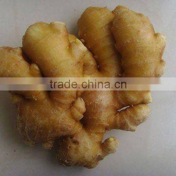 Sell 2012 Ginger from Jining Brother