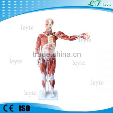 XC-334 80 cm human male muscle anatomy model