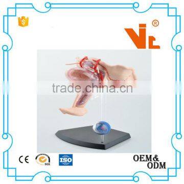 V-HM10 4D MASTER Female Uterus Model photo-2