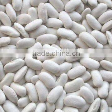 White beans (baisha) CHIINA with good excellent quality we are supplying