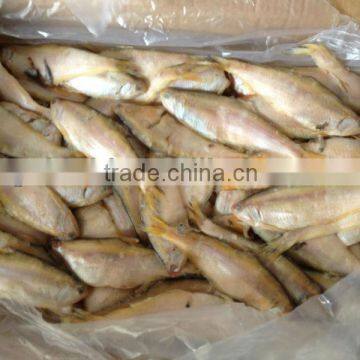 Frozen white herring