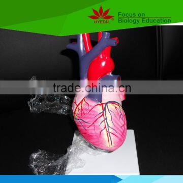 Most popular Medical teaching human Cardiac conduction system