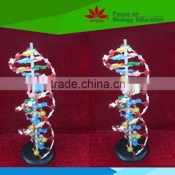 Best selling Component of DNA double helix model