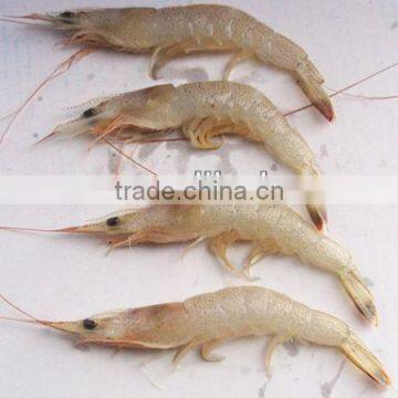 frozen fresh white shrimp