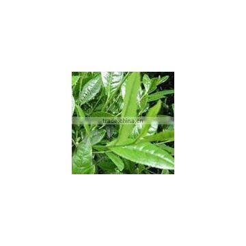 EGCG/ECG/EC Green Tea Extract/P.E With ISO HACCP HALAL Kosher photo-3