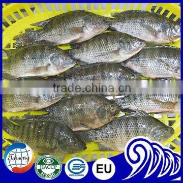 Tilapia frozen fish company