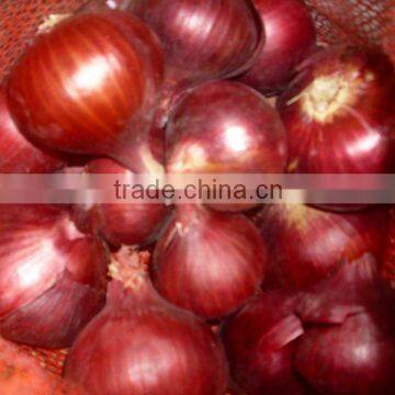 fresh egyptain red onion