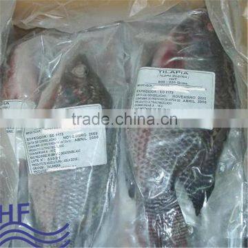 IQF W/R Tilapia Fish Price