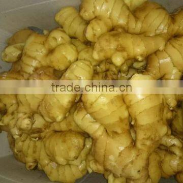 Fresh Ginger and Air Dry Ginger for Export to World Market