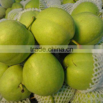 Chinese Fresh Early su Pear With Best Price for Export photo-2