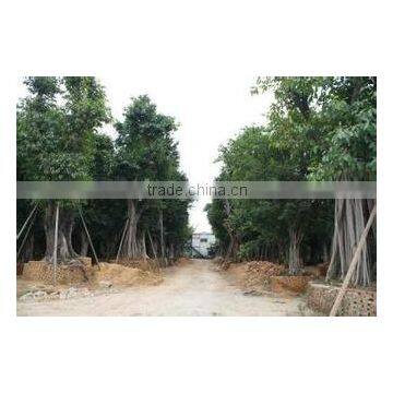 Ficus Altissima