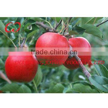 Rich Vitamin C Delicious Canned Fruit Dices Apple in Syrup Solid Pack Apple