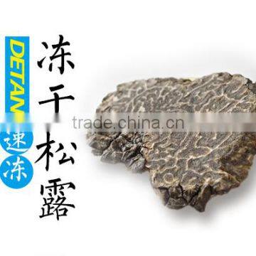 fully mature fresh wild black truffle mushroom