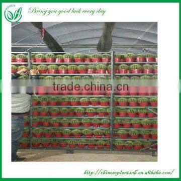 Echinocactus Grusonii Hildm.Curvispina