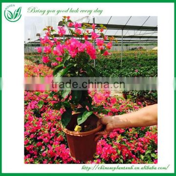 Blooming Bougainvillea Bonsai Plants