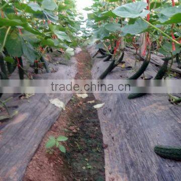 Greenhouse Price