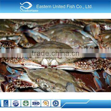 hot sale wholesale health high quality frozen blue swimming crab