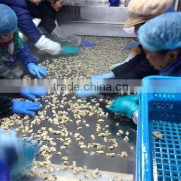 Frozen Short Clam Meat Treated photo-6