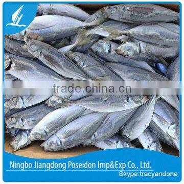 Seafrozen horse mackerel 20cm+