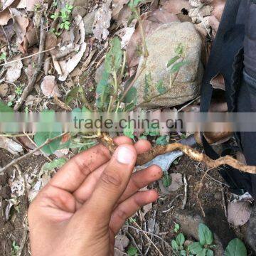 Xian Mao (Curculigo Rhizome) photo-5