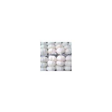 Pure White Garlic 5.0cm