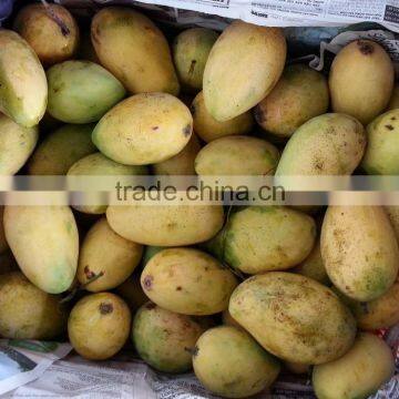 Fresh Yellow Mango With High Quality/ Large Quantity/ Best Price Vietnam photo-2