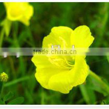 profassional manufacturer supply health food pure evening primrose oil