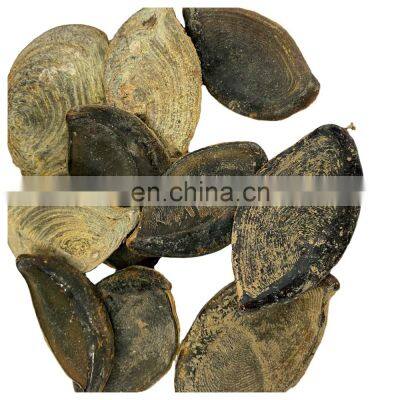 5-8cm Black Brown Conch Murex Ramosus AD BQF Dry Shellfish DRIED MUREX OPERCULUM For Perfume Application photo-2