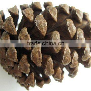 100% Christmas Natural Pine Cone For Decorative