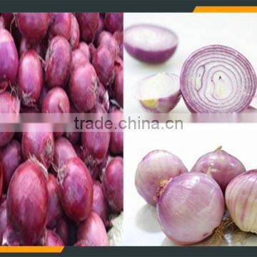 Onion Peeling Machine photo-2