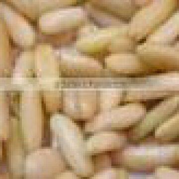 Pine Nuts Kernel/ Pine Nuts with Shell