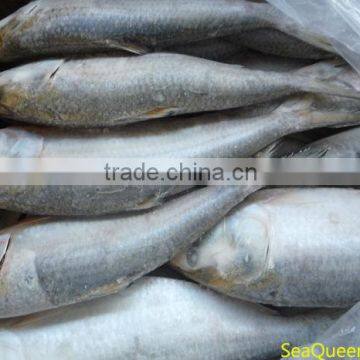 FROZEN DOTTED GIZZARD SHAD FISH W/R HIGH QUALITY, FAIR PRICES