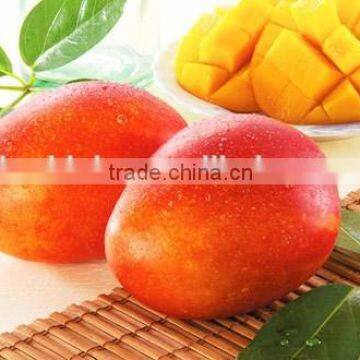 Fresh Natural Mango pureed Juice