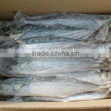 frozen whole spanish mackerel for sale