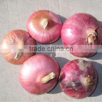 Onion