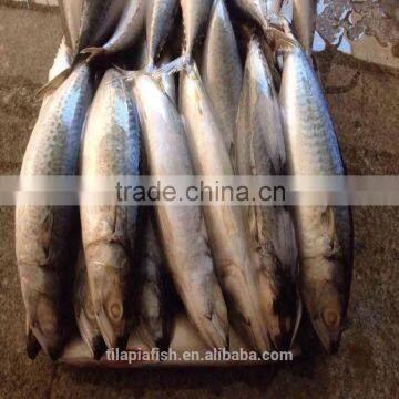 October caught Mackerel frozen fish China origin