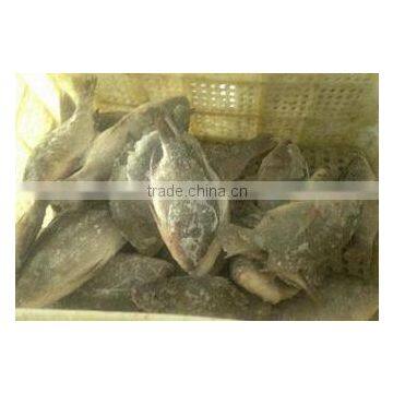 fresh tilapia frozen tilapia 100-200g