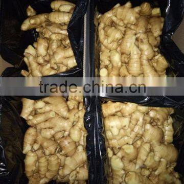 Fresh Ginger photo-3