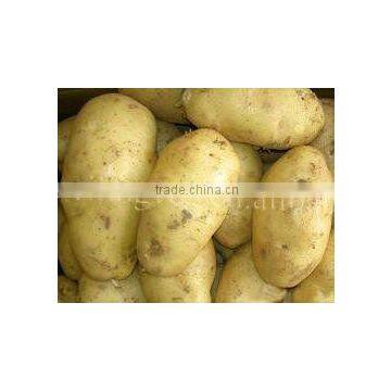 farm fresh potato(good quality)