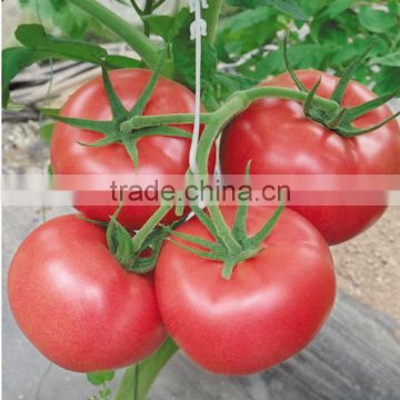 Hybrid Tomato seeds for growing- Peking T301