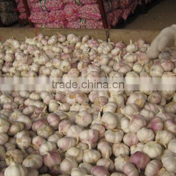 New Garlic Crop--Spice Vegetable photo-3