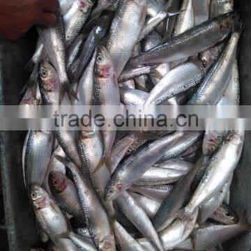 New Frozen Sardine in Fish 6-8 8-10 Pcs /kg photo-4