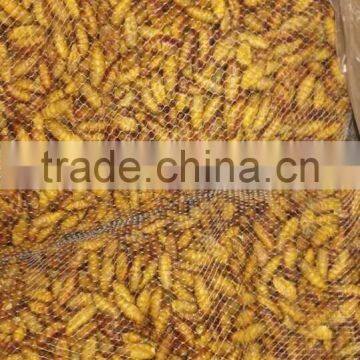 Food Of Human Frozen Silkworm Chrysalis